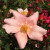 Rosa 'Mutabilis'