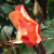 Rosa 'Mutabilis'