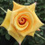 Rosa 'Nancy Jean'