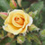 Rosa 'Nancy Jean'