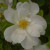 Rosa 'Nevada'