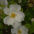 Rosa 'Nevada'