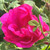 Rosa 'Officinalis'