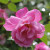 Rosa 'Old Blush China'
