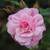 Rosa 'Old Blush China'