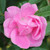 Rosa 'Old Blush China'