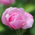 Rosa 'Old Blush China'