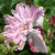 Rosa 'Omar Khayyam'
