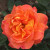 Rosa 'Our Jane'
