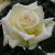 Rosa 'Our Millie'