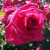 Rosa 'Paddy McGredy'
