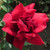 Rosa 'Papa Meilland'