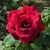 Rosa 'Papa Meilland'