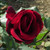 Rosa 'Papa Meilland'