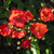 Rosa 'Paul Crampel'