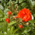 Rosa 'Paul Crampel'
