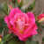 Rosa 'Paula's Rose'