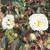 Rosa 'Pax'