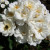 Rosa 'Pax'