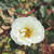 Rosa 'Pax'