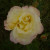 Rosa 'Peace'