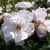 Rosa 'Pearl Drift'