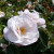 Rosa 'Pearl Drift'