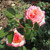 Rosa 'Perception'