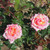 Rosa 'Perception'
