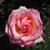 Rosa 'Perception'
