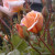 Rosa 'Perle d'Or'