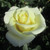 Rosa 'Peter Cottontail'