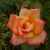 Rosa 'Piccadilly'