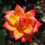 Rosa 'Piccadilly'