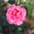 Rosa 'Pink Perpetue'