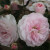 Rosa 'Pink Prosperity'