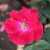 Rosa 'Prestige'