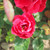 Rosa 'Prestige'