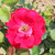 Rosa 'Prestige'