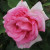Rosa 'Princess'