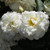Rosa 'Prosperity'