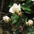 Rosa 'Prosperity'