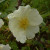 Rosa x pteragonis 'Cantabrigiensis'