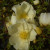 Rosa x pteragonis 'Cantabrigiensis'