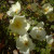Rosa x pteragonis 'Cantabrigiensis'