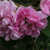 Rosa 'Quatre Saisons'