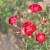 Rosa 'Rambling Rosie'