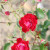 Rosa 'Rambling Rosie'