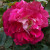 Rosa 'Red 4'