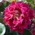Rosa 'Red 4'